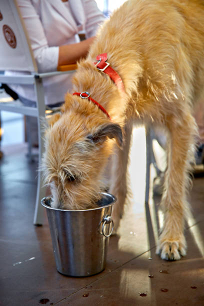 Wolfhound dog with owner in a cafe