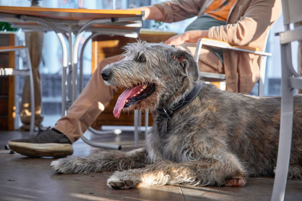 istock Wolfhound dog with owner in a cafe 1818540426