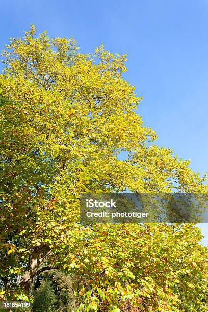 秋の木 - 21世紀のストックフォトや画像を多数ご用意 - 21世紀, オーストリア, カラー画像