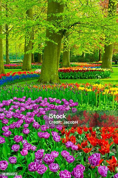 Spring Flowers In A Park Stock Photo - Download Image Now - Agricultural Field, Blue, Color Image