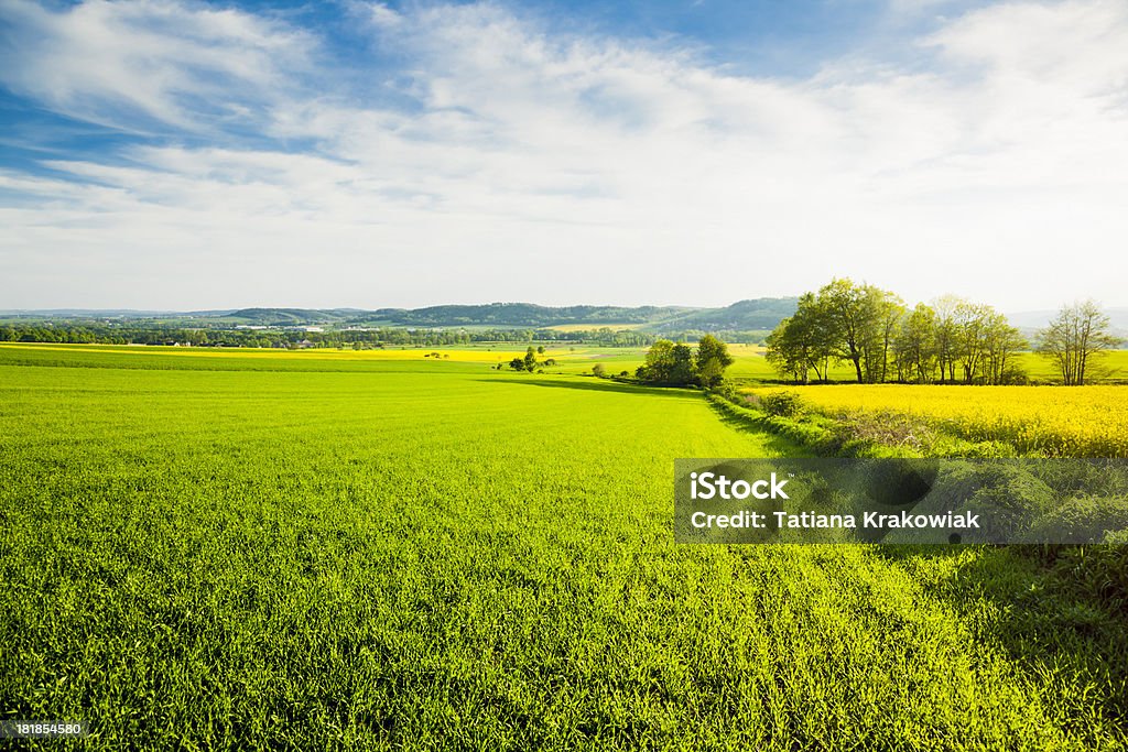 Vert des champs - Photo de Agriculture libre de droits