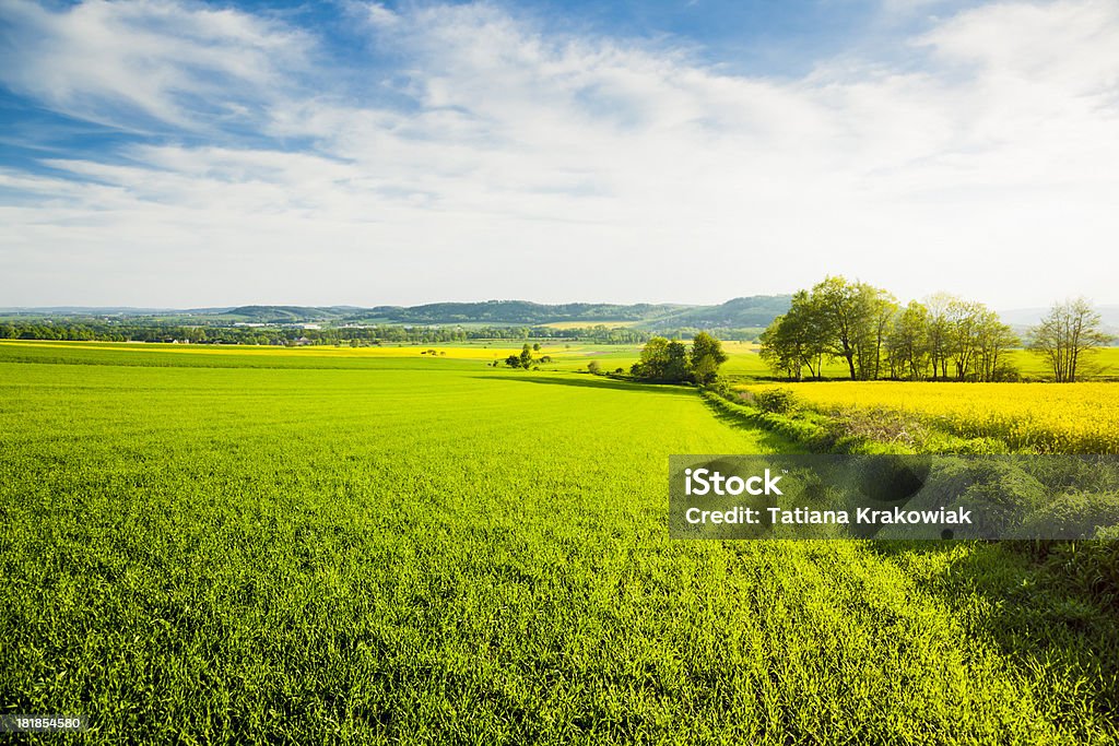 Green campos - Foto de stock de Agricultura royalty-free