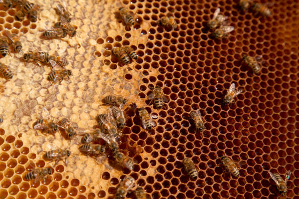 istock Working bees on the brown honeycomb with sweet honey. 1818545836