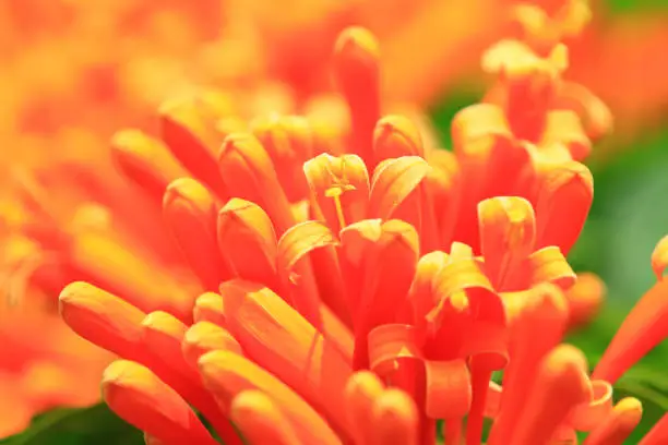 Flaming Trumpet or Fire-cracker Vine or Orange-trumpet Vine flowers blooming in the garden