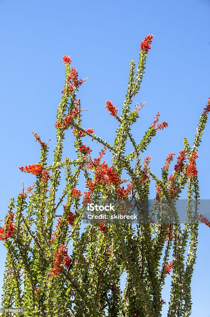 Ocotillo en flor contra un cielo azul - Foto de stock de Cactus Ocotillo libre de derechos