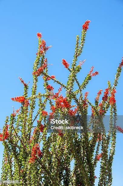 Ocotillo Kwitnąć Przed Jasne Błękitne Niebo - zdjęcia stockowe i więcej obrazów Ocotillo Cactus - Ocotillo Cactus, Stan Arizona, Główka kwiatu