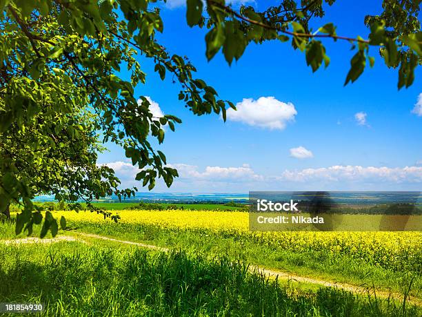 Florescendo Canola Field - Fotografias de stock e mais imagens de Abundância - Abundância, Agricultura, Amarelo