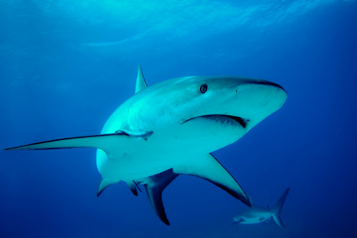 Closeup of A Great white shark swimming in the deep blue ocean water, underwater scene of white shark, Beauty of sea life , 3d render