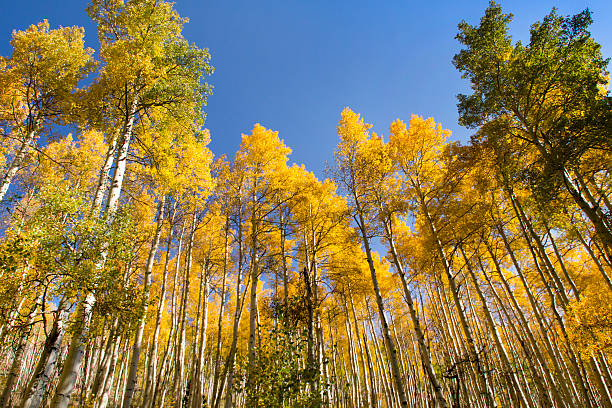 istock Very Tall Golden Fall Aspen Trees In Vail Colorado 181855050
