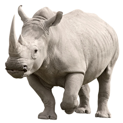 Rinoceronte con trazado de recorte sobre fondo blanco photo