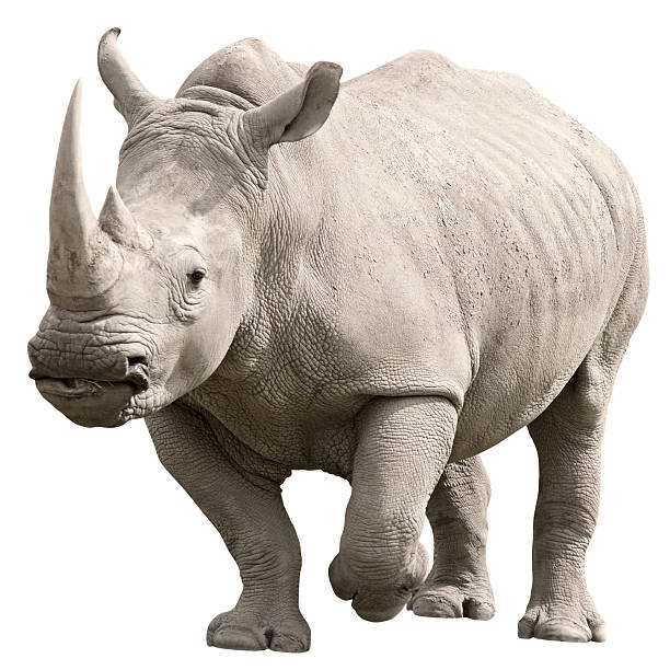 rhinocéros avec un tracé de détourage sur fond blanc - rhinocéros photos et images de collection