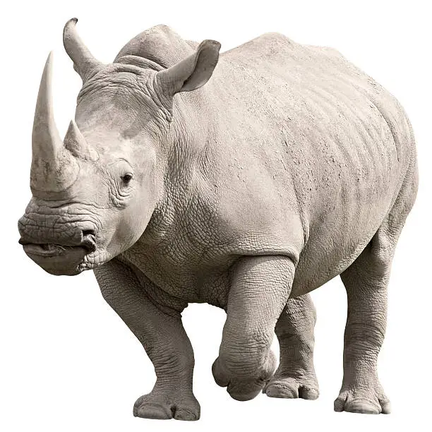 Running Rhinoceros isolated on white with clipping path