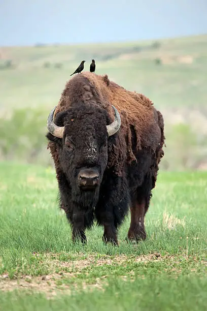 A pair of cowbirds perch on the back of a huge male bison in the grasslands of Badlands National Park in South Dakota.