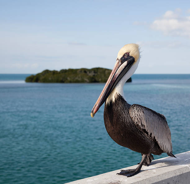 Pelican on the Seven Mile Bridge Pelican on the Seven Mile Bridge, Florida Keys, USA brown pelican stock pictures, royalty-free photos & images