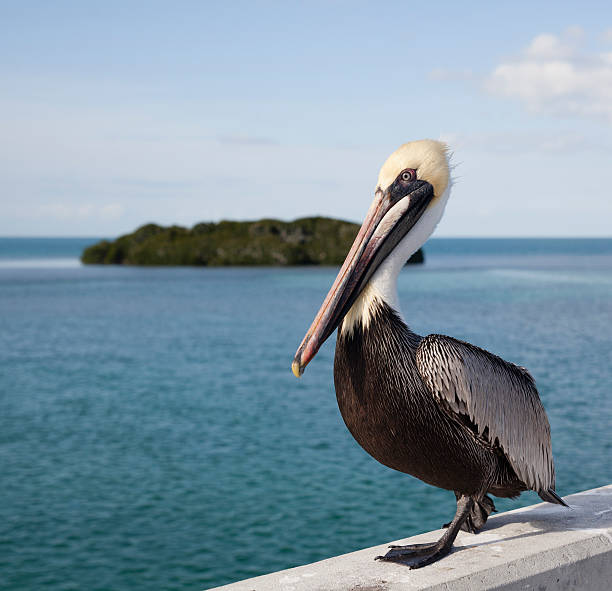 пеликан на мост семь миль - американский бурый пеликан стоковые фото и изображения