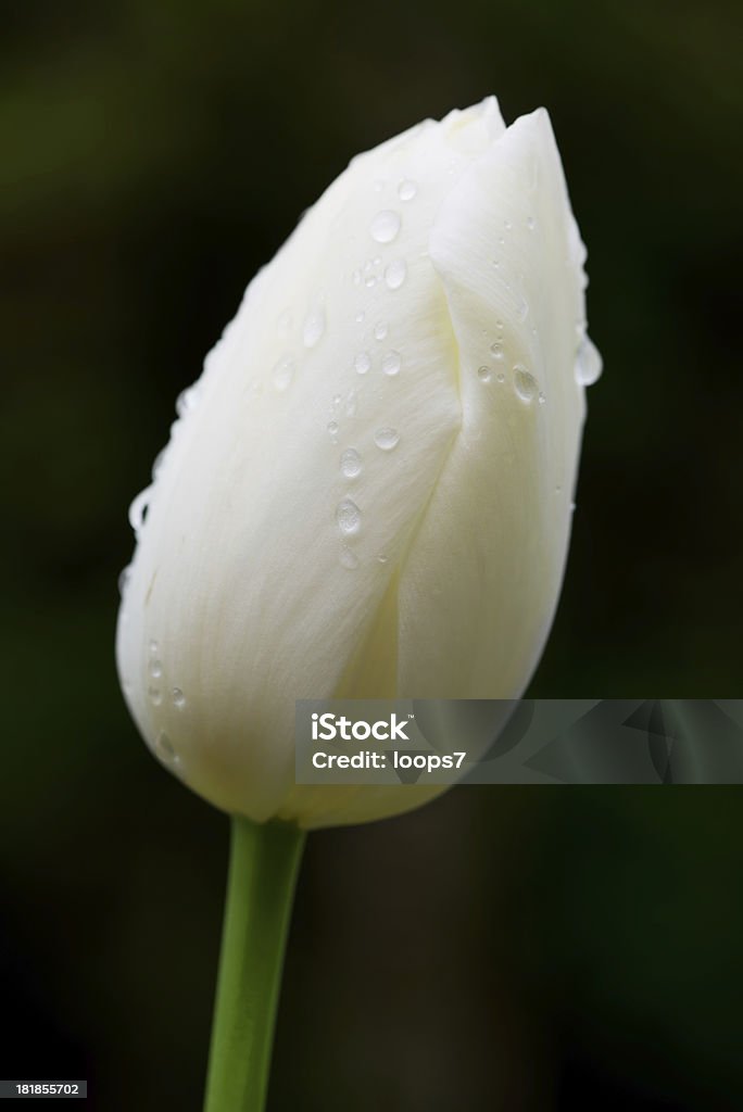 Tulipán - Foto de stock de Belleza libre de derechos