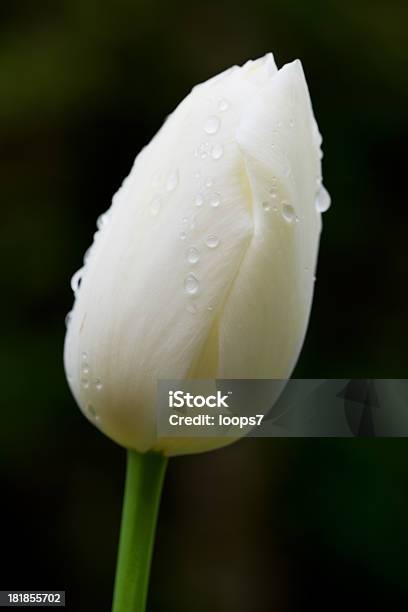 Tulipán Foto de stock y más banco de imágenes de Belleza - Belleza, Blanco - Color, Cabeza de flor