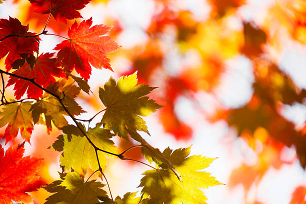 秋の落ち葉 - nature environmental conservation red japanese maple ストックフォトと画像