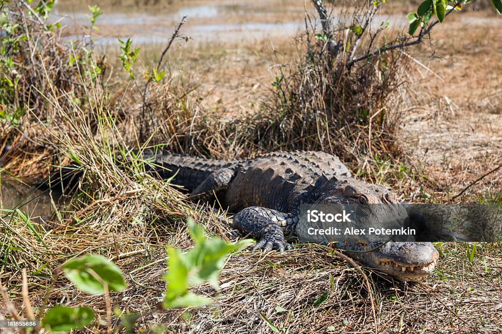 Alligator w Park Narodowy Everglades - Zbiór zdjęć royalty-free (Aligator)