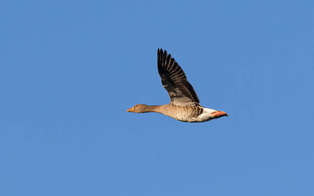 istock Single Greylag Goose in flight against blue sky 1818560231