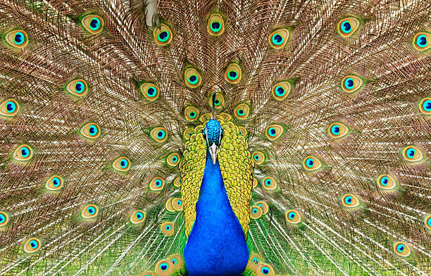 peacock - mating ritual - fotografias e filmes do acervo