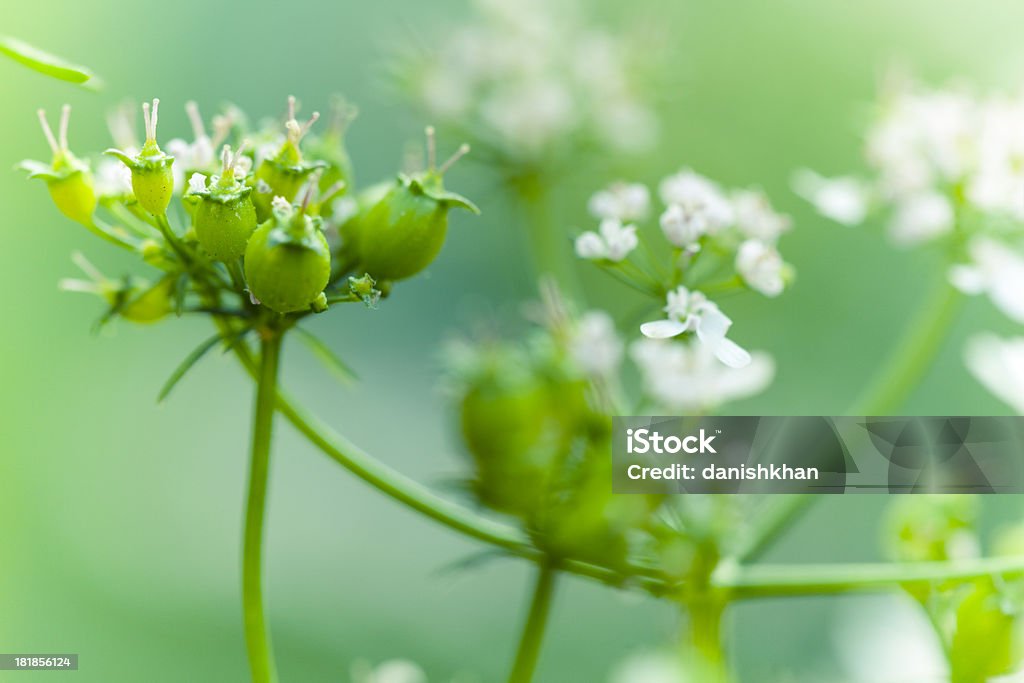 Abgehangenes Koriander Herb Blossom und Samen in Küche und Garten - Lizenzfrei Baumblüte Stock-Foto
