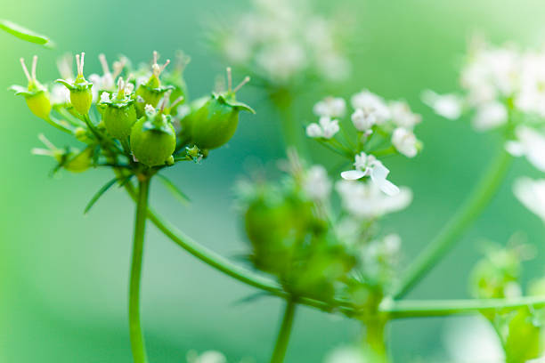 зрелых кориандра травяной blossom и семена в кухне сад - herb garden coriander seed cilantro seed стоковые фото и изображения