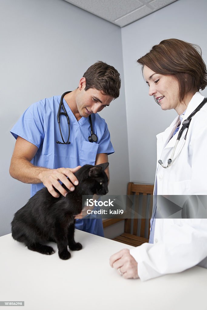 Veterinários examinando um gato - Foto de stock de Veterinário royalty-free