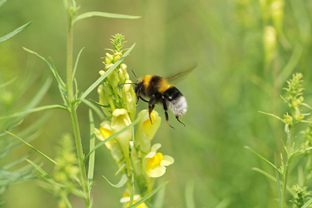 Flying bumblebee on a common toadflax flower