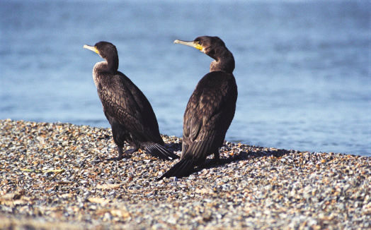 Two Baklan on the shore of the Caspian Sea (a small island in the North Sea).