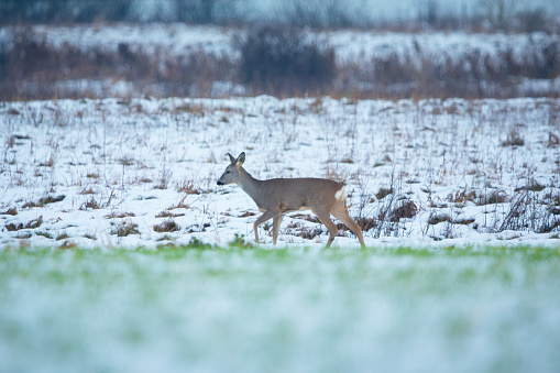 A roe deer walking through a snow-covered meadow, November day, eastern Poland