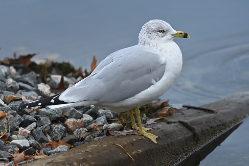 Ring-billed gull in winter plumage on boat ramp at Bantam Lake in Connecticut