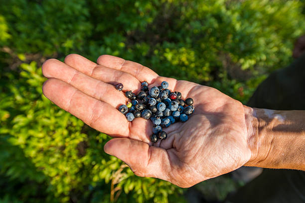 Hand Full of Wild Picked Blueberries