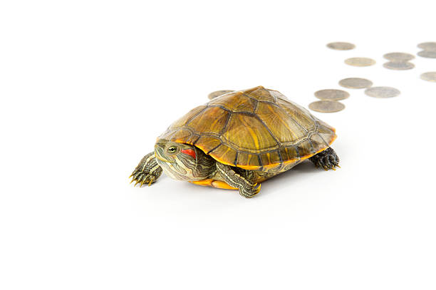 An isolated red-eared slider turtle upside down with human teeth looking anxious.