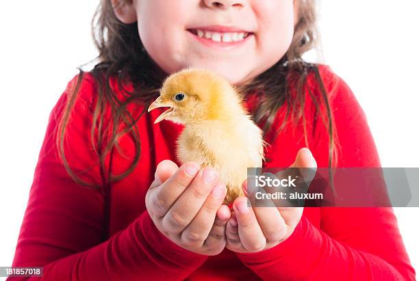 소녀만 쥠 옐로우 Chick 병아리에 대한 스톡 사진 및 기타 이미지 - 병아리, 소녀, 어린 새