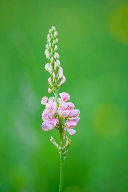 istock Colorful Wildflowers 181857150