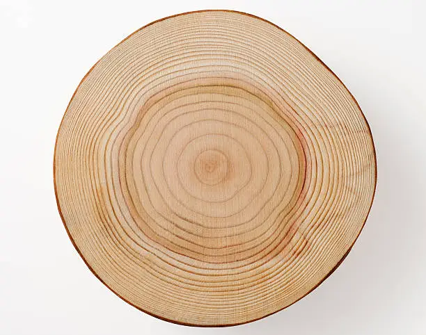 Photo of Isolated shot of tree cross section on white background