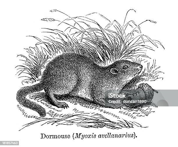 Dormouse Stock Illustration - Download Image Now - Acorn, Animal, Animal Attribute