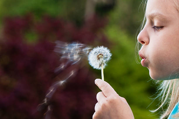istock wishing on a dandelion 181857735