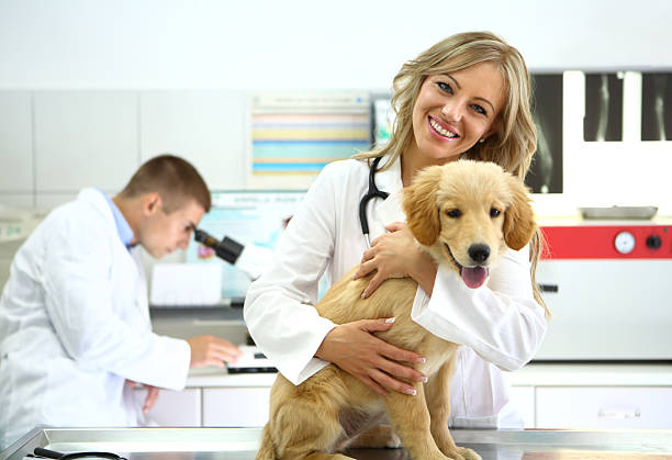 zdrowe retriever szczeniak z weterynarzy - portrait animal hospital embracing holding zdjęcia i obrazy z banku zdjęć