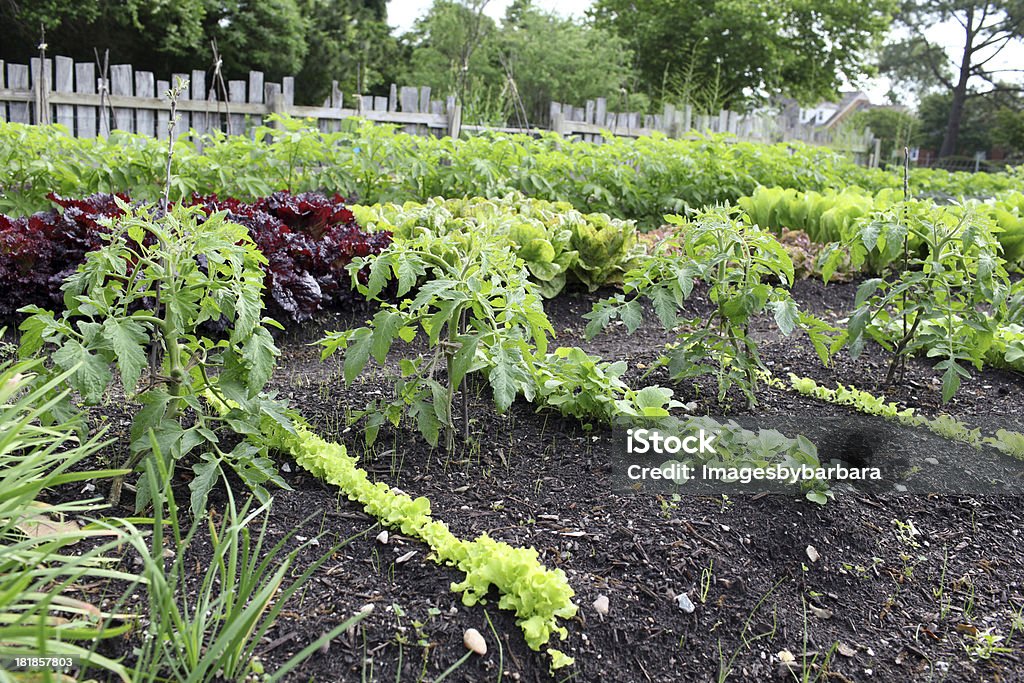 giardino - Foto stock royalty-free di Agricoltura