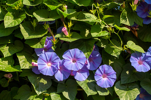 Morning glory or blue bind weed flowers after a light rain on the Portuguese Azorean Island San Miguel in the center of the North Atlantic Ocean