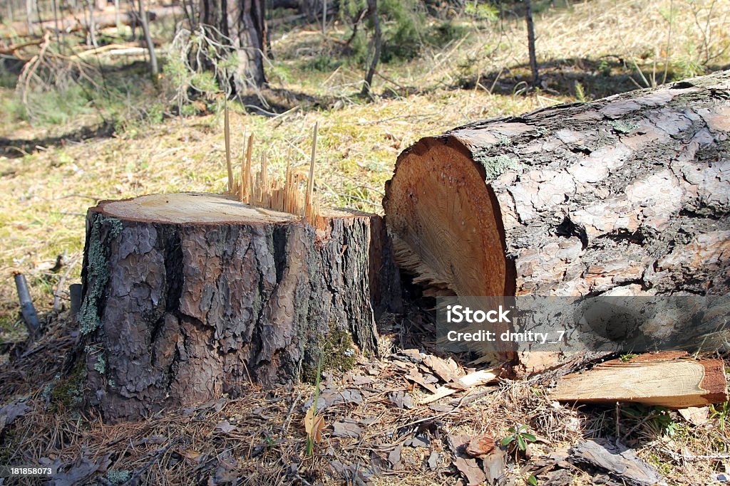 Tree Strump Photo Tree Stump Stock Photo - Download Image Now - Brown, Cross Section ...