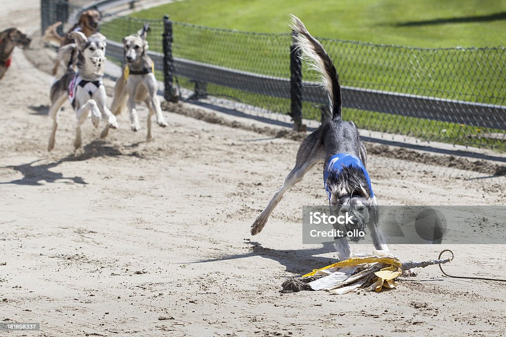 Persian Greyhounds on racetrack Persian Greyhounds (Salukis) on racetrack - chasing the prey Dog Racing Stock Photo