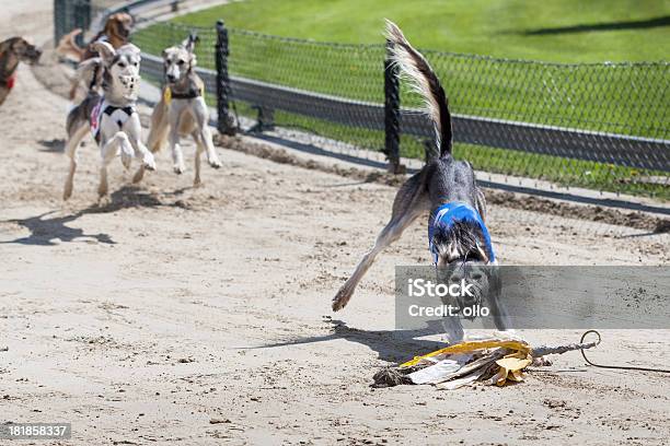 Persian Greyhounds On Racetrack Stock Photo - Download Image Now - Dog Racing, Sports Track, Aggression