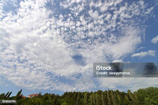 Cielo Y Plantas Foto de stock y más banco de imágenes de Aire libre - Aire libre, Arriba de, Azul