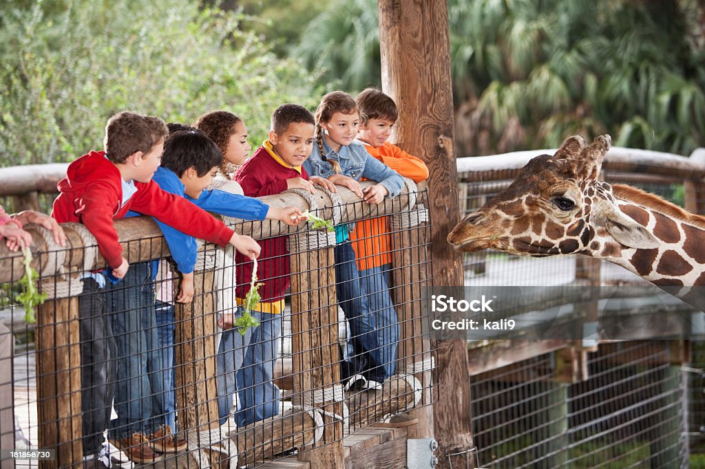 Children at zoo feeding giraffe Multi-ethnic group of children (7 to 11 years) at zoo feeding giraffe. Zoo Stock Photo