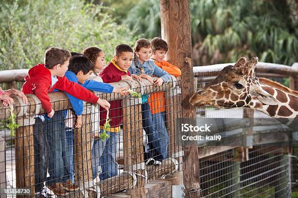 Children At Zoo Feeding Giraffe Stock Photo - Download Image Now - Zoo, Child, Field Trip