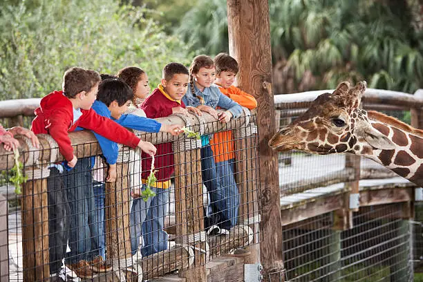 Multi-ethnic group of children (7 to 11 years) at zoo feeding giraffe.