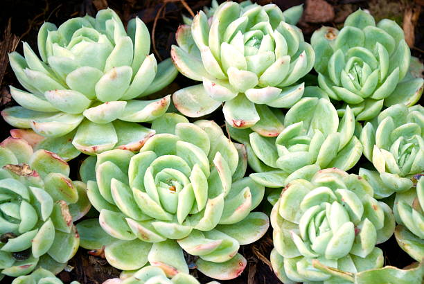 'hens y chicks'suculentos - soboliferum fotografías e imágenes de stock